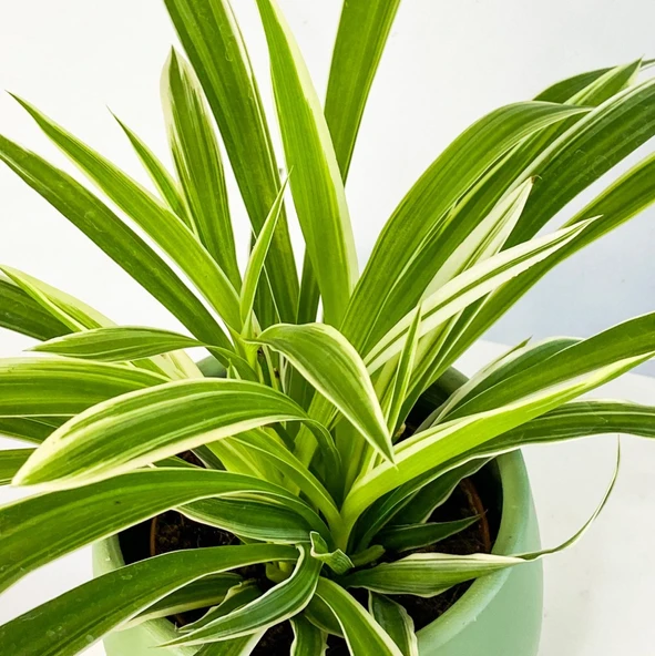 Kurdela Çiçeği (Chlorophytum Comosum Green) Fidanı 10-20 cm - Resim 2