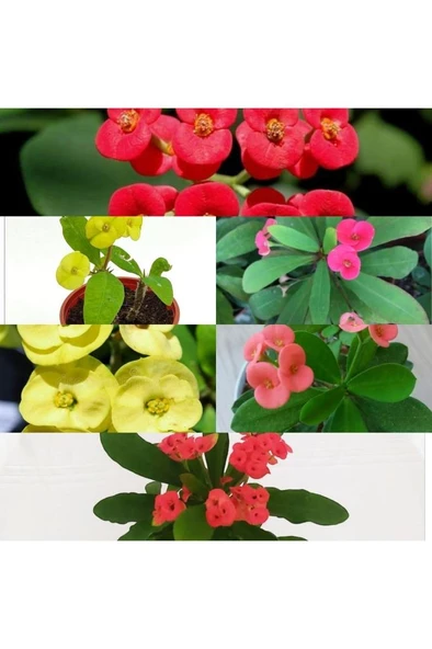 Sarı Kırmızı Pembe Dikenler Tacı Fidanı 3 Adet 10-20 cm ürün görseli 1