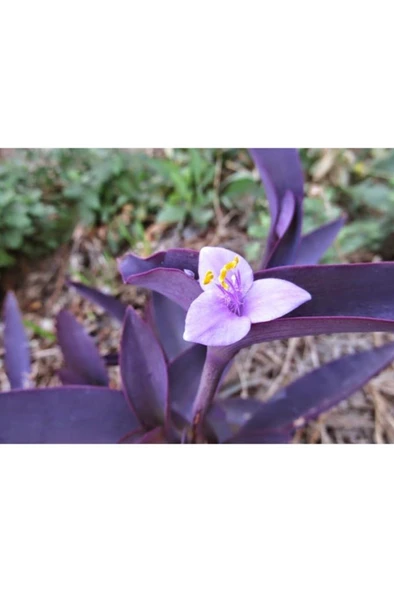 Mor Telgraf Çiçeği Fidanı 10-20 cm - Resim 2