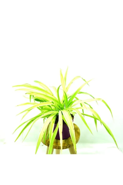 Kurdela chlorophytum comosum variegatum Fidanı 10-20 cm ürün görseli 1