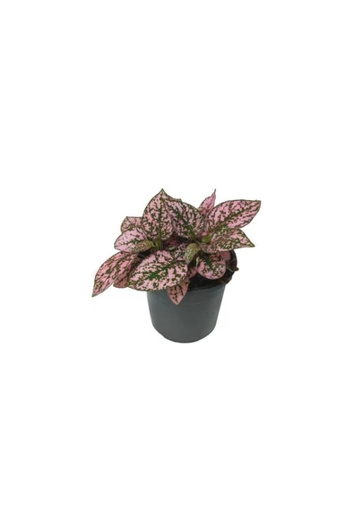 Fittonia Hostes Çiçeği Çilli Yaprak Güzeli Pembe Yeşil 10-20 cm ürün görseli 1