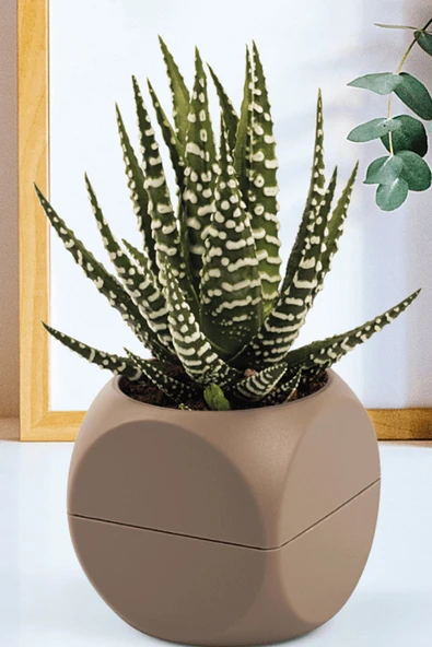 LitaeTrend 1 No Küp Saksı Royaleks-KRS-401 ürün görseli 1