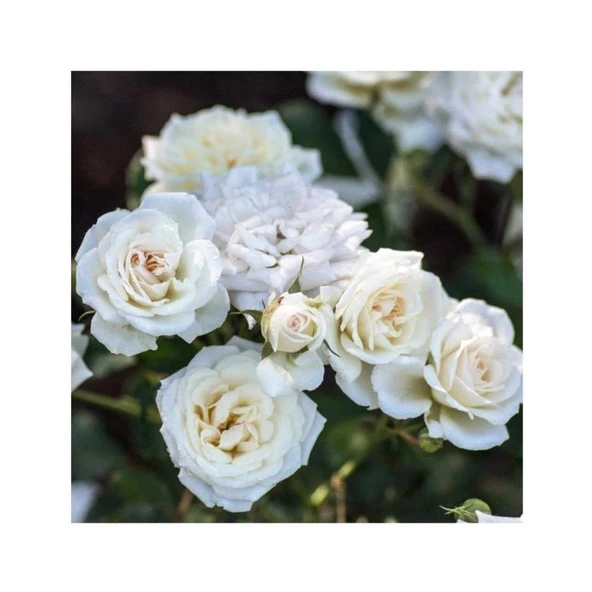 Beyaz Yediveren Gül Fidanı 1 Adet 15-25 cm ürün görseli 1