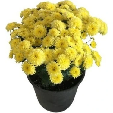 Sarı Kasımpatı Fidanı Krizantem Chrysanthemum 10-20 cm - Resim 4