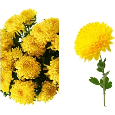 Sarı Kasımpatı Fidanı Krizantem Chrysanthemum 10-20 cm - Resim 3