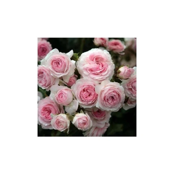 Pembe Beyaz Sarmaşık Gül Fidanı 5 Adet 10-20 cm - Resim 2