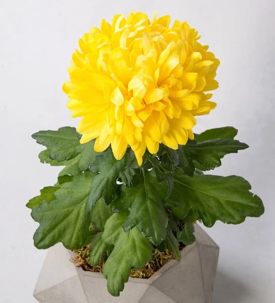 Sarı Kasımpatı Fidanı Krizantem Chrysanthemum 10-20 cm ürün görseli 1