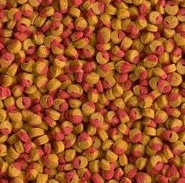 Tetra Cichlid Colour Mini Granules 1 KG Açık - Resim 2