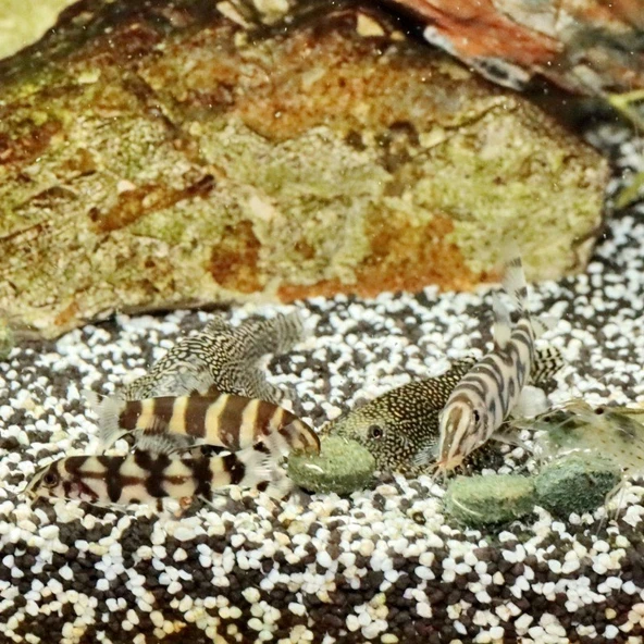 Jbl Pro Novo Botia Tab M Tablet Yem 500 G - Resim 3