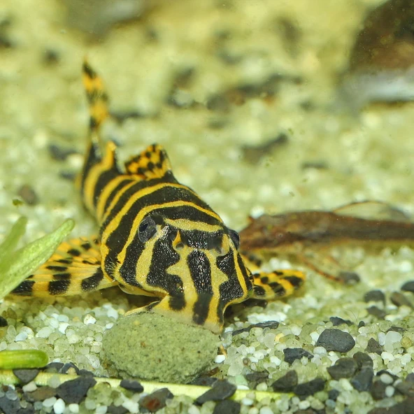 Jbl Pro Novo Pleco Wafer M Vatoz İçin Tablet Yem 50 G - Resim 4