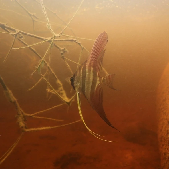 Jbl Pro Novo Bits Grano M Granül Çiklet Balık Yemi 500 G - Resim 3