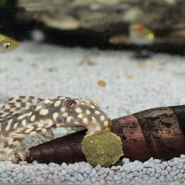 Jbl Pro Novo Pleco Wafer M Vatoz İçin Tablet Yem 50 G - Resim 5