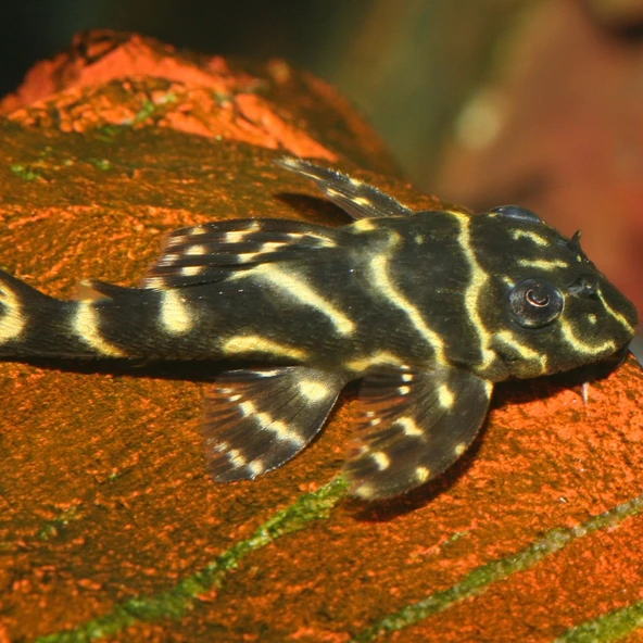 Jbl Pro Novo Pleco Wafer M Vatoz İçin Tablet Yem 250 Adet - Resim 3