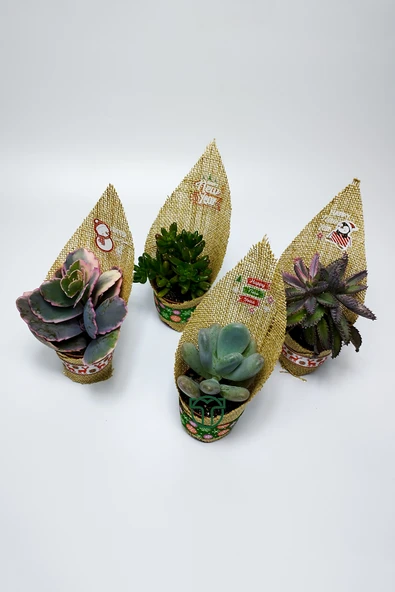 Yılbaşı Jüt Süslemeli 4’lü Sukulent Set - Resim 2