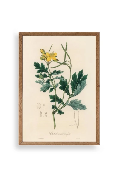 Çiçek Ahşap Çerçeveli Tablo 17 x 23 ürün görseli 1