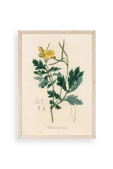 Çiçek Ahşap Çerçeveli Tablo 17 x 23 ürün görseli 1