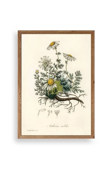 Papatya Ahşap Çerçeveli Tablo 17 x 23 ürün görseli 1