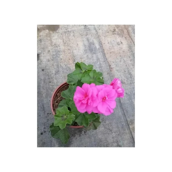 Shocking Pembe Sardunya Çiçeği Fidesi 10-20 cm ürün görseli 1