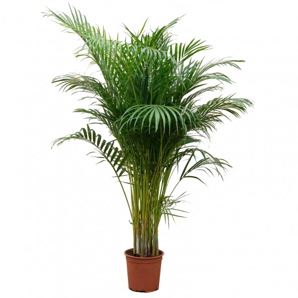 Areka Palmiyesi (areca Palm) 180-200 Cm