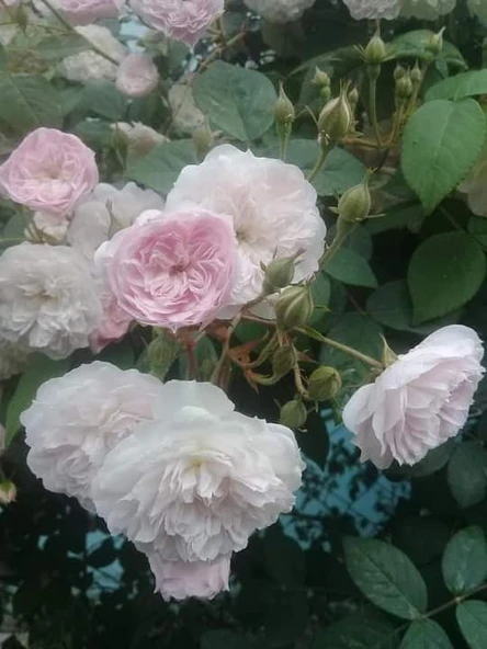 Pudra Beyazı Gül Fidanı Kokulu Sarmaşık 10-20 cm ürün görseli 1