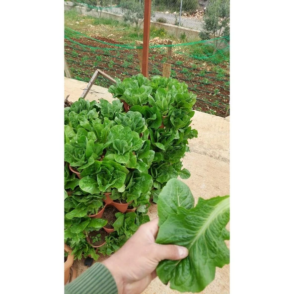 Bahçe Kulesi Yediveren - Evde Tarım Katlı Saksı - Resim 6