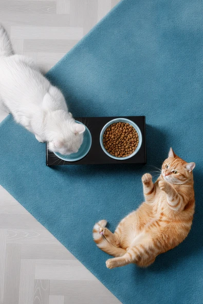 2'li Siyah Pleksi Kedi Ve Köpek Seramik Mama & Su Kabı Paspas Hediye ürün görseli 1