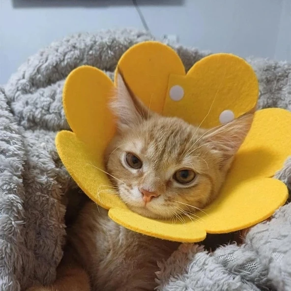 Evcil Hayvan Xl Boy Keçe Elizabeth Yakalığı ürün görseli 1