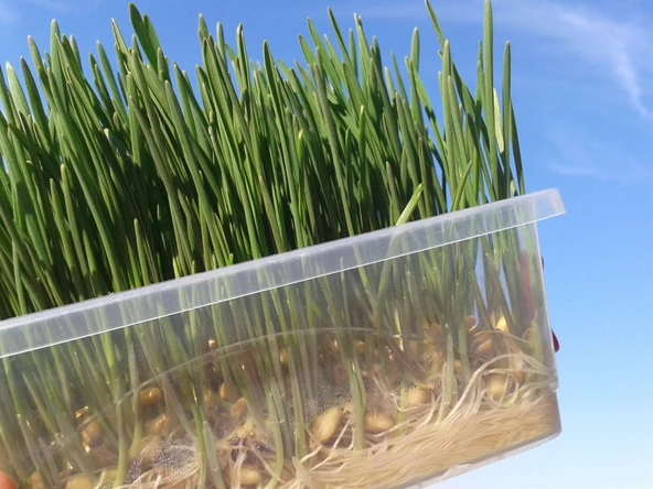 Tohum Çimlendirme Kutusu 18 Gözlü Mini Sera - Resim 3