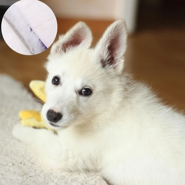 Metal Köpek Tarağı - Renkli Pire Tarağı - Resim 3