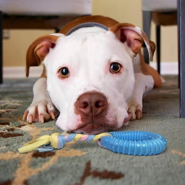 Dayanıklı Köpek Diş Kaşıyıcı Ve Çiğneme Oyuncağı - Resim 4