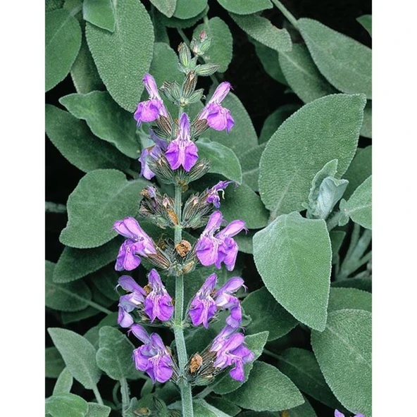 Salvia Officinalis Adaçayı Fidesi 10-20 cm - Resim 5