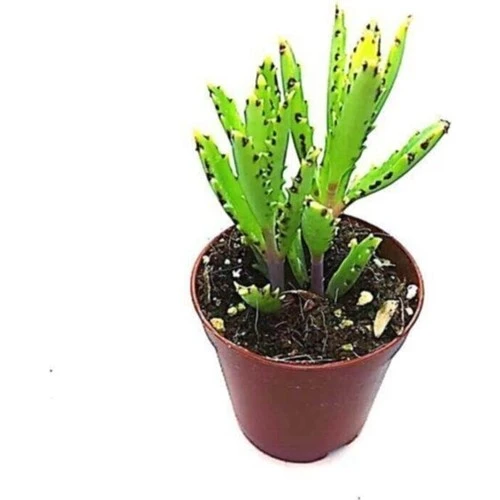 Aşkın Gözyaşı Çiçeği Fidanı Yeşil 10-20 cm ürün görseli 1