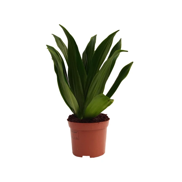 Dracaena Compacta - 12 Cm Plastik Saksıda ürün görseli 1