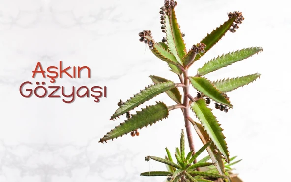 Aşkın Gözyaşı Çiçeği (Kalanchoe Daigremontiana) 10-20 cm - Resim 2