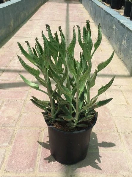 Aşkın Gözyaşı Çiçeği (Kalanchoe Daigremontiana) 10-20 cm ürün görseli 1