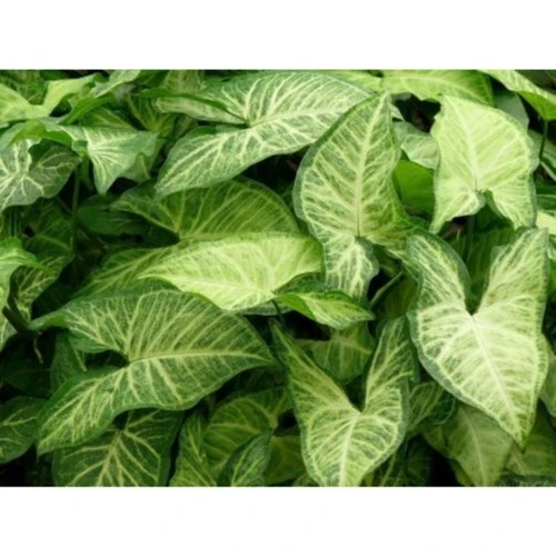 Melek Kanadı Çiçeği Fidanı 20-40 cm - Resim 3