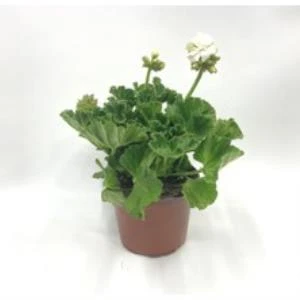 Pembe Beyaz Ceylan Gözü Sardunya Fidanı 10-20 cm - Resim 3