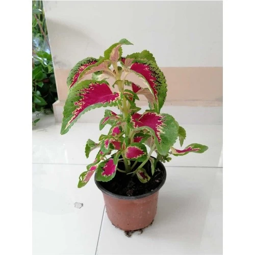 Yaprağı Güzel Yaprak Güzeli Çiçeği Orta Boy Yeşil Kırmızı 10-20 cm - Resim 2