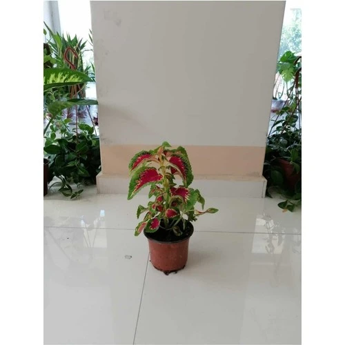 Yaprağı Güzel Yaprak Güzeli Çiçeği Orta Boy Yeşil Kırmızı 10-20 cm - Resim 3