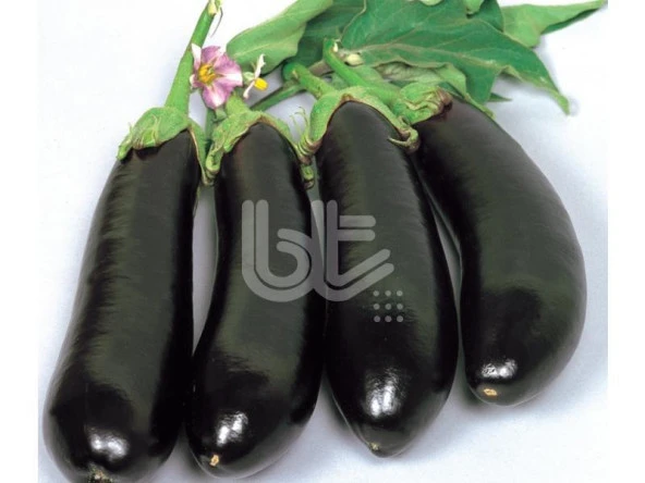 PALA PATLICAN YALOVA 49 (SİYAHIMSI MOR) 25 GR TAKRİBİ 5000 ADET TOHUM - Resim 2