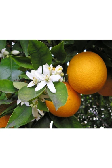 Map Gübre 3 Kg ( Toz Şeklinde ) - Resim 2