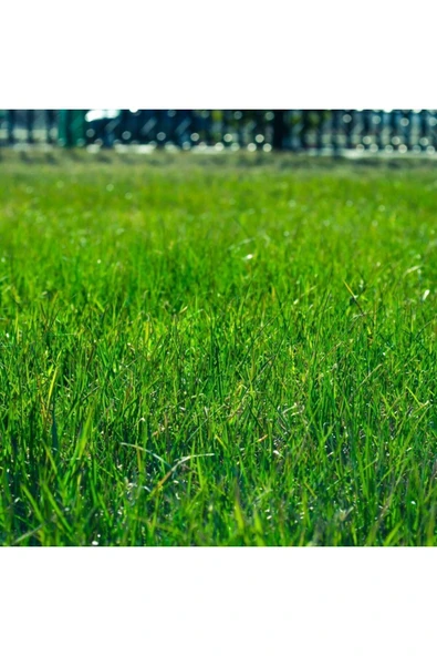 5kg Çim Coşturan Gübre Amonyum Sülfat Şeker Gübresi Meyve Sebze Bitki Gübre Çiçek Gübresi - Resim 3