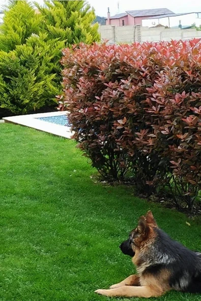 5kg Çim Coşturan Gübre Amonyum Sülfat Şeker Gübresi Meyve Sebze Bitki Gübre Çiçek Gübresi ürün görseli 1