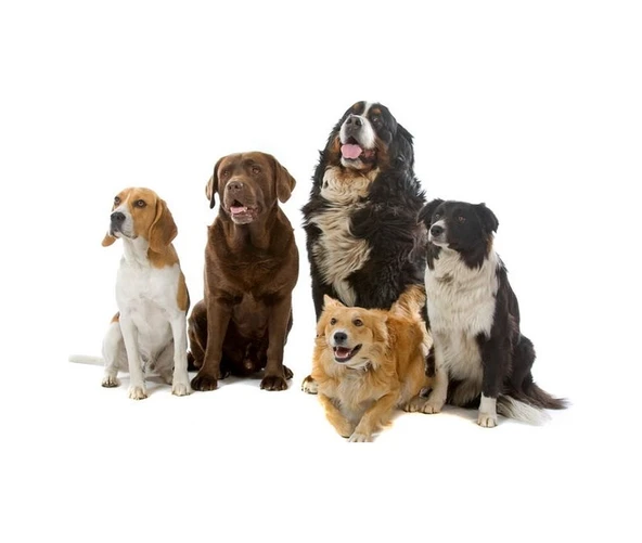 Purina Pro Plan Sensitive Kuzu Etli ve Pirinçli Hassas Sindirimli Orta Irk Yetişkin Köpek Maması 10 KgG - Resim 3