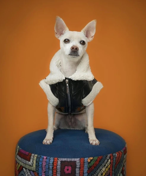 Joyline Fermuarlı Kürklü Deri Köpek Kıyafeti Siyah Large - Resim 10