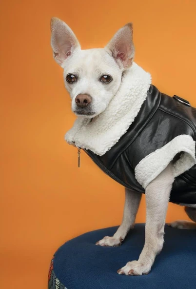 Joyline Fermuarlı Kürklü Deri Köpek Kıyafeti Siyah Large - Resim 12