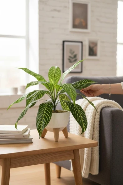 Yapay Çiçek Drecana Yukka 18 Yapraklı Salon Çiçeği Zigon Saksıda Yapay Bitki ürün görseli 1