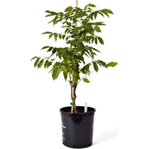 Campsis Radicans Turuncu Acem Borusu Fidanı 20-40 cm ürün görseli 1