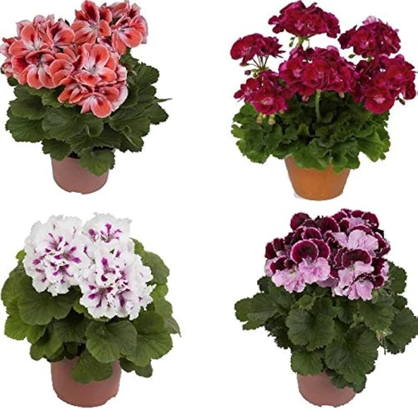 Canlı Saksılı Sardunya Çiçeği Fidanı Pembe 10-20 Cm - Resim 2