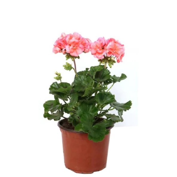 Canlı Saksılı Sardunya Çiçeği Fidanı Pembe 10-20 Cm ürün görseli 1